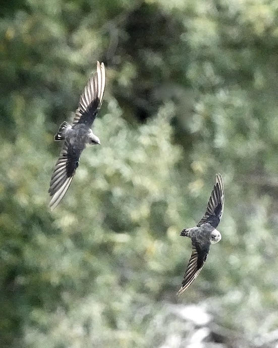 crag martin